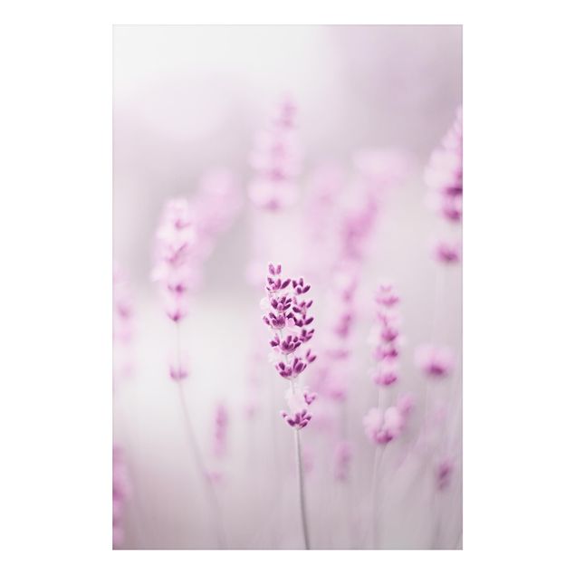 Alu-Dibond - Zartvioletter Lavendel - Querformat