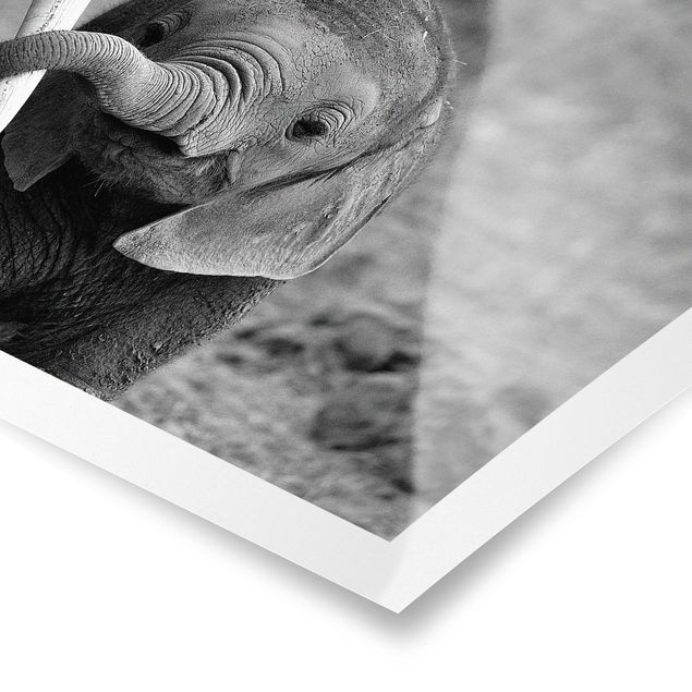 Poster - Elefantenbaby - Querformat 2:3