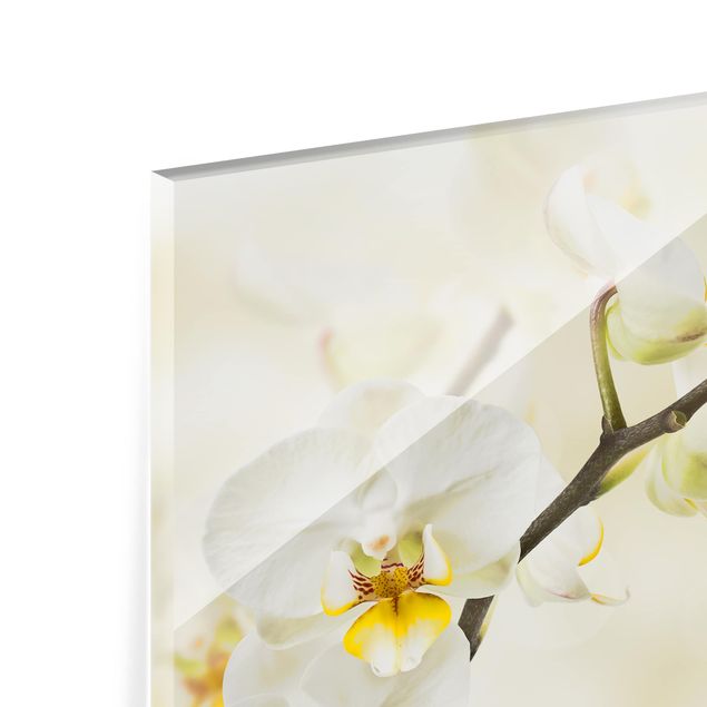 Glas Spritzschutz - Orchideen Zweig - Querformat - 4:3