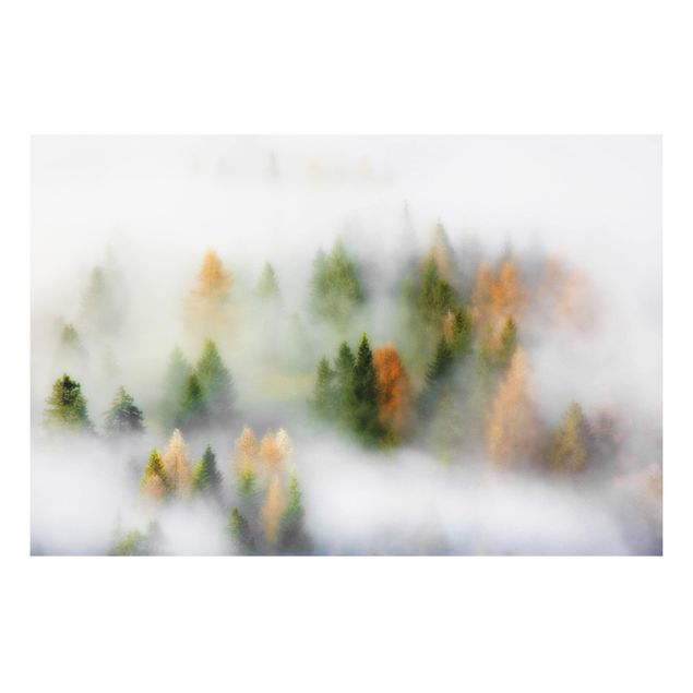 Bilder auf Hartschaumplatte Nebelwald im Herbst
