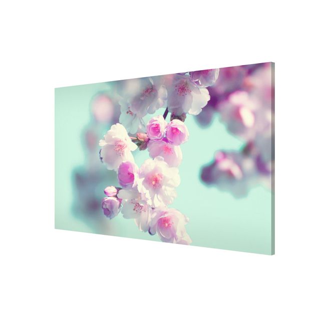 Magnettafel - Farbenfrohe Kirschblüten - Hochformat 3:2