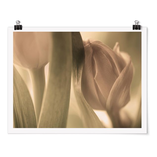 schöne Bilder Zarte Tulpen