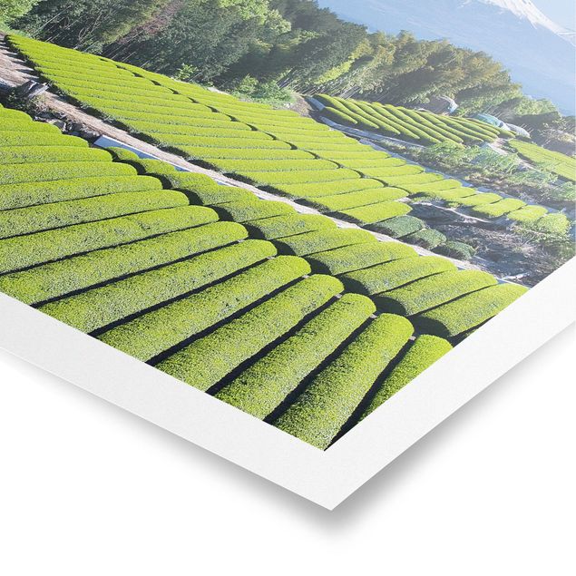 Poster Baum Teefelder vor dem Fuji