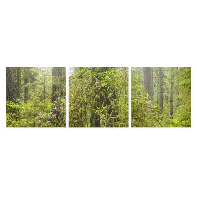 Leinwandbild 3-teilig - Del Norte Coast Redwoods State Park Kalifornien - Quadrate 1:1