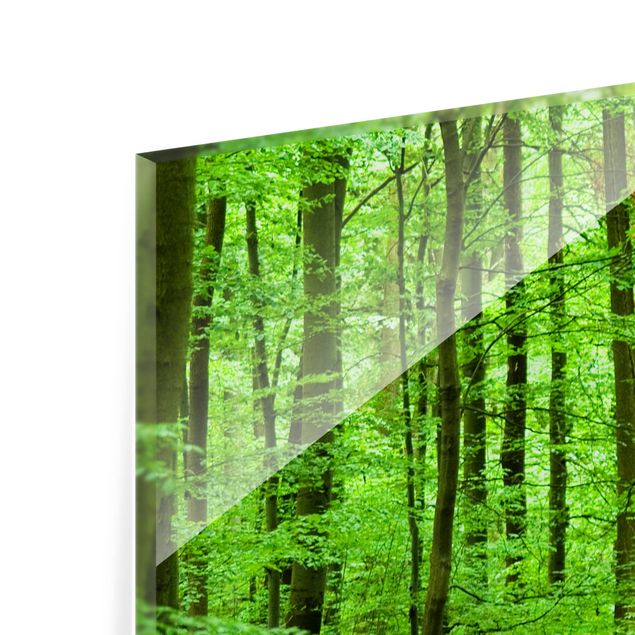 Glas Spritzschutz - Romantischer Waldweg - Quadrat - 1:1