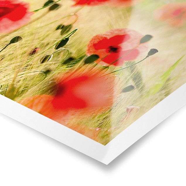 Poster Summer Poppies