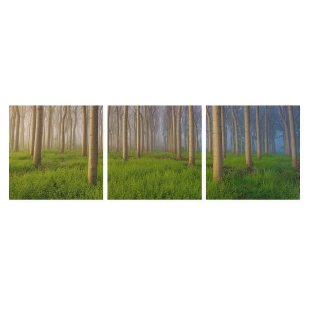 Leinwandbild 3-teilig - Morgen im Wald - Quadrate 1:1