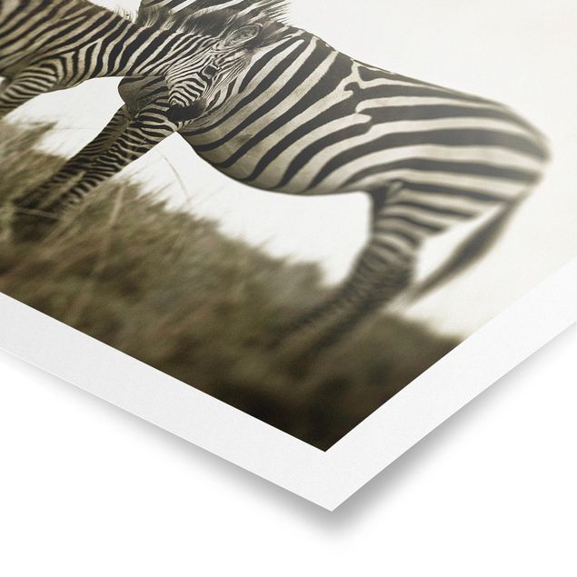 Poster Zebrapaar