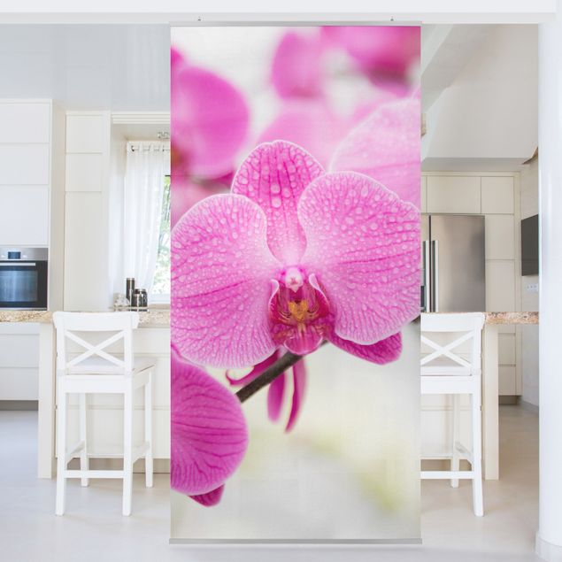 Raumteiler Blumen Nahaufnahme Orchidee