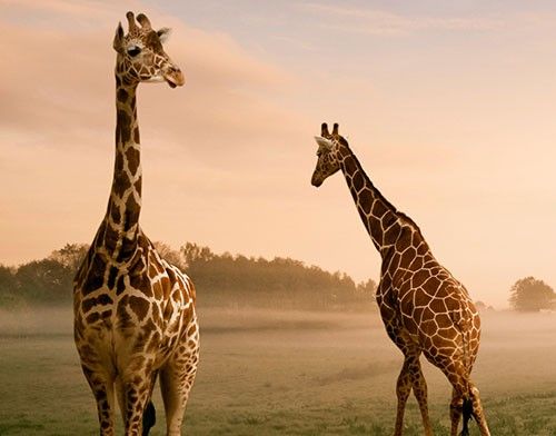 Fliesenaufkleber Tiere Surreal Giraffes