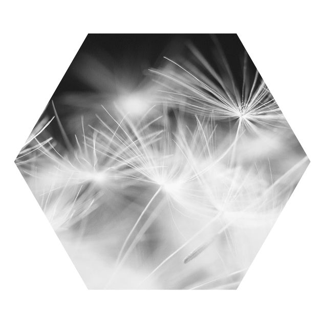 Hexagon Bild Forex - Bewegte Pusteblumen Nahaufnahme auf schwarzem Hintergrund
