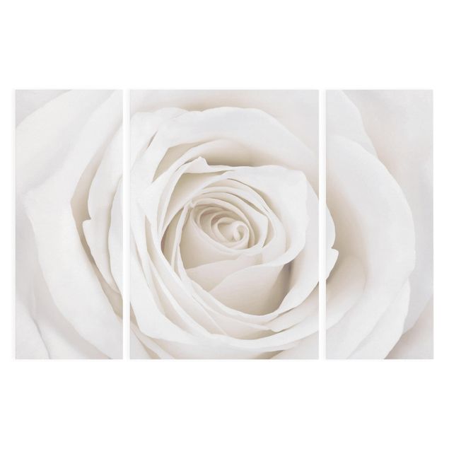 Leinwandbild 3-teilig - Pretty White Rose - Triptychon