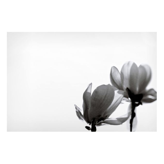 Magnettafel - Frühlingsbote Magnolie Schwarz Weiß - Hochformat 3:2