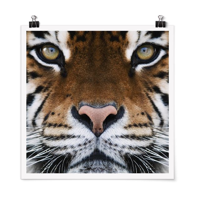 Moderne Poster Tiger Eyes