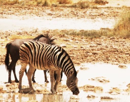 Waschbeckenunterschränke Das Leben der Zebras