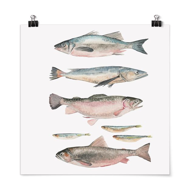Poster - Sieben Fische in Aquarell I - Quadrat 1:1