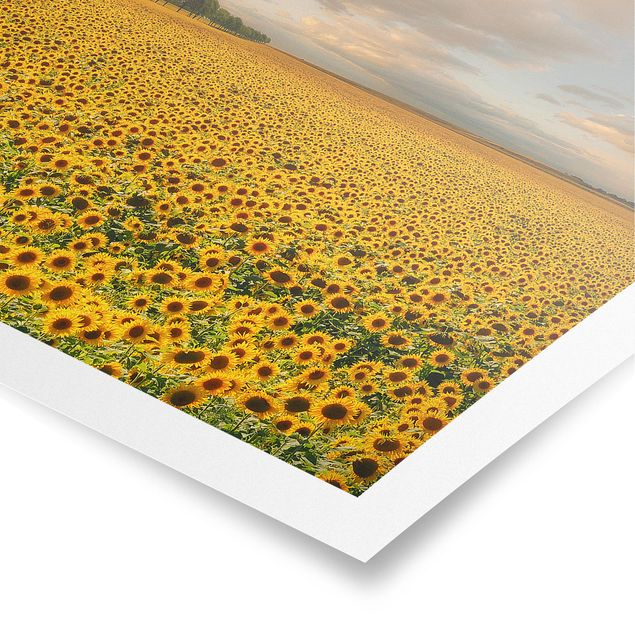 Poster bestellen Feld mit Sonnenblumen