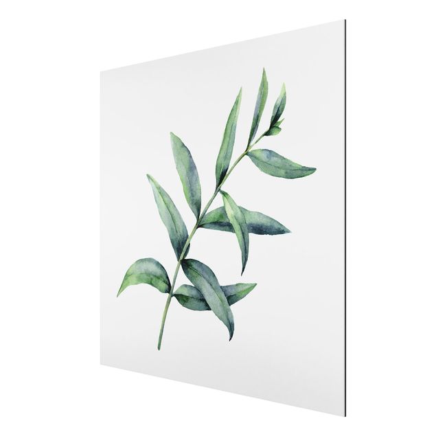 Alu-Dibond - Aquarell Eucalyptus I - Quadrat