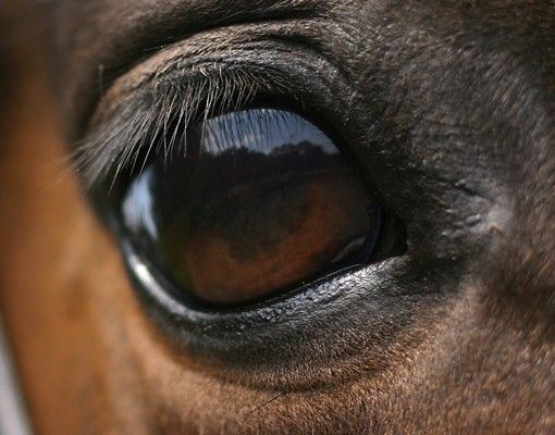 Waschbeckenunterschrank - Horse Eye - Badschrank Braun