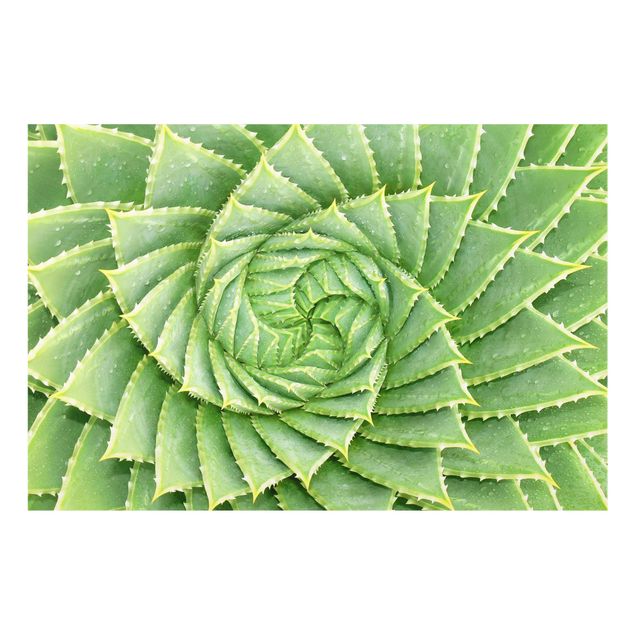 Spritzschutz Glas - Spiral Aloe - Querformat - 3:2