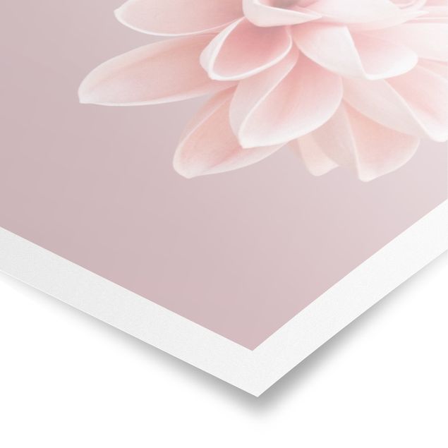 Poster Dahlie Blume Lavendel Rosa Weiß