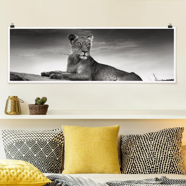 Poster Löwen Resting Lion