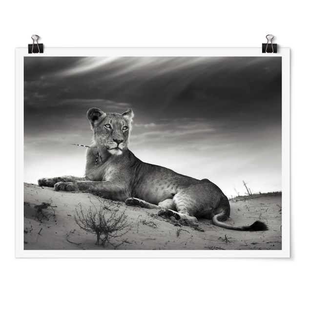 Tierposter Resting Lion