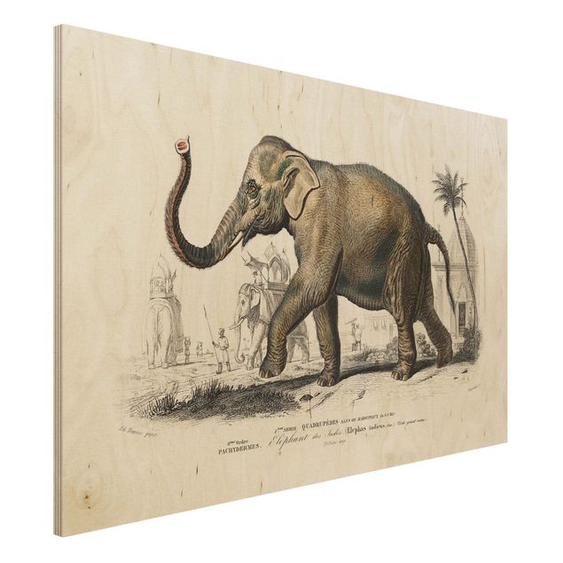Holzbilder Natur Vintage Lehrtafel Elefant
