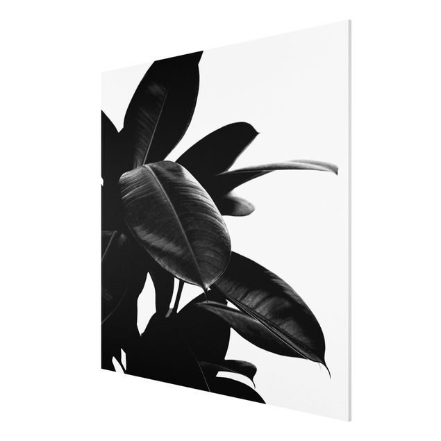 Bilder auf Hartschaumplatte Gummibaum Blätter Schwarz Weiß