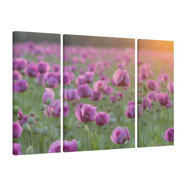 schöne Leinwandbilder Violette Schlafmohn Blumenwiese im Frühling