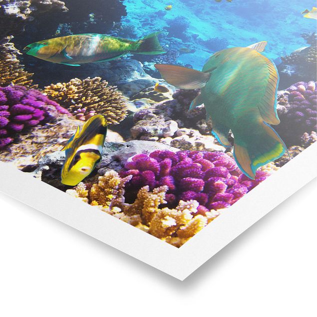 Tiere Poster Underwater Dreams