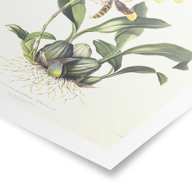 Poster bestellen Maxim Gauci - Orchidee II