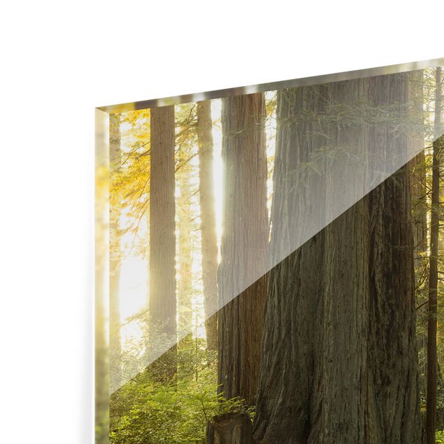 Spritzschutz Glas - Redwood National Park - Panorama - 5:2