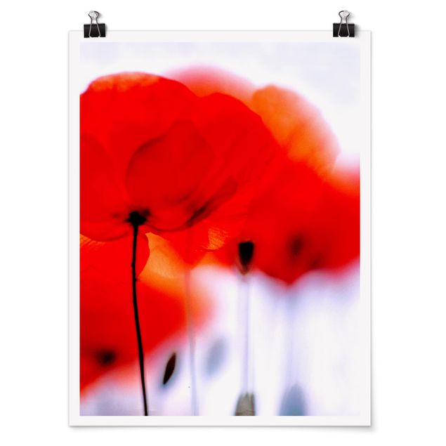 Moderne Poster Magic Poppies