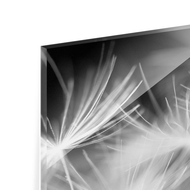 Spritzschutz Glas - Pusteblumen Nahaufnahme auf schwarzem Hintergrund - Panorama - 5:2