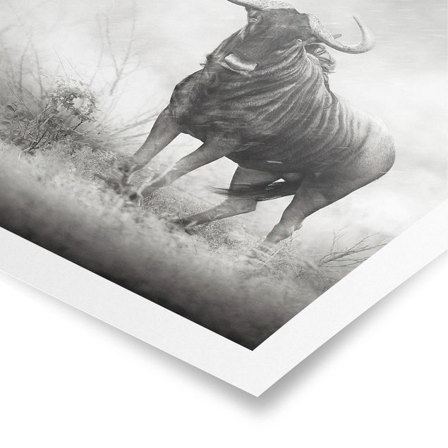 Poster kaufen Staring Wildebeest