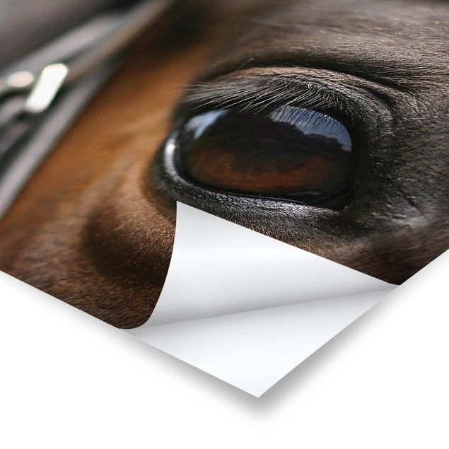 Poster bestellen Horse Eye No.3
