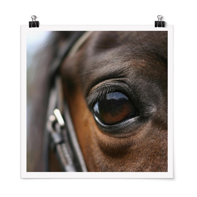 Tiere Poster Horse Eye No.3