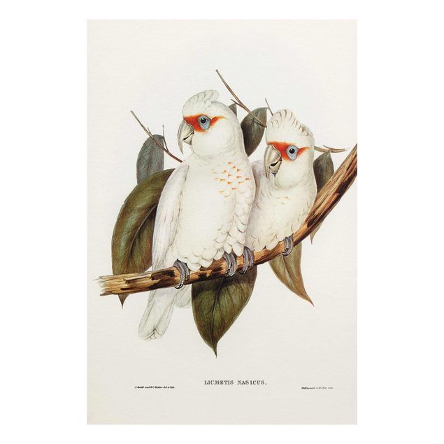 Bilder auf Glas Vintage Illustration Weißer Kakadu