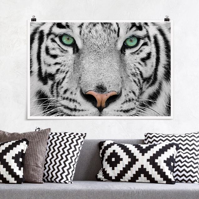 Poster Löwen Weißer Tiger