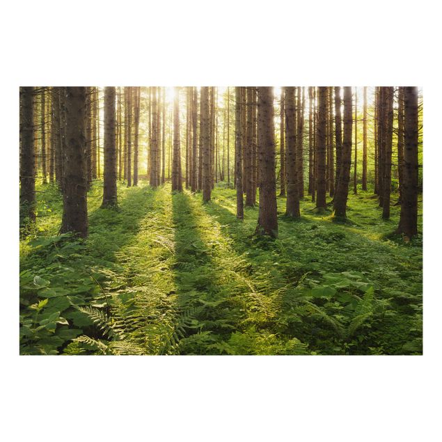 Spritzschutz Glas - Sonnenstrahlen in grünem Wald - Querformat - 3:2
