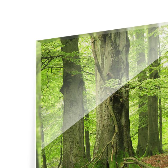 Spritzschutz Glas - Mighty Beech Trees - Querformat - 2:1