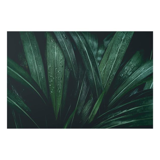 Spritzschutz Glas - Grüne Palmenblätter - Querformat - 3:2