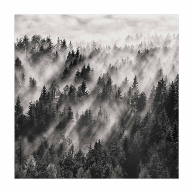 Teppich schwarz-weiß Lichtstrahlen im Nadelwald