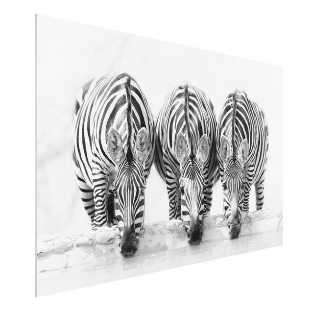 Wandbilder Zebra Trio schwarz-weiß
