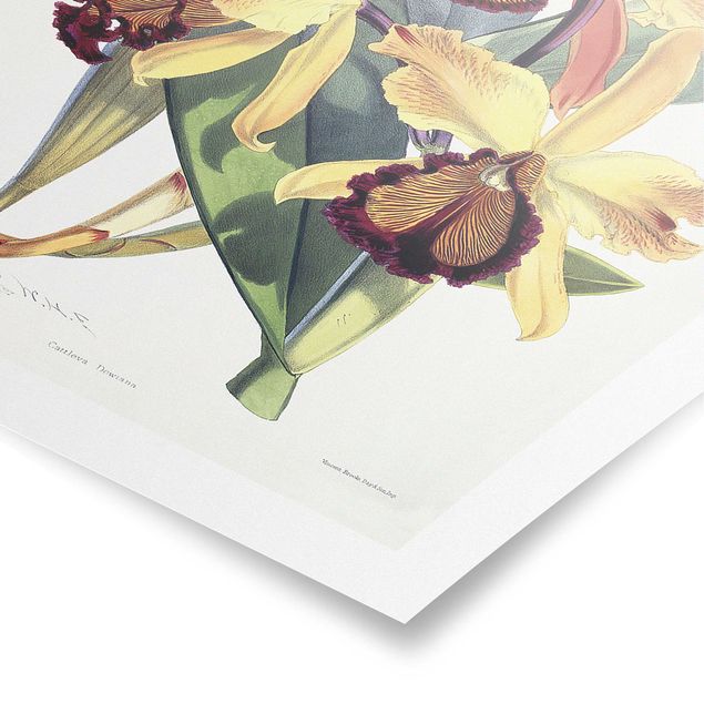 Poster bestellen Walter Hood Fitch - Orchidee