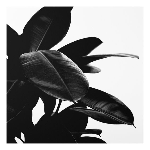 schöne Bilder Gummibaum Blätter Schwarz Weiß