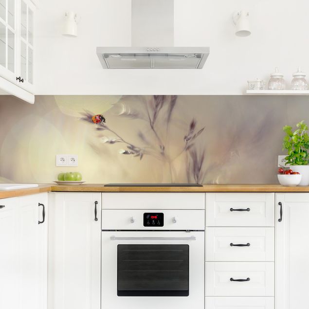 Küchenrückwand selbstklebend Marienkäfer auf Wiesengras
