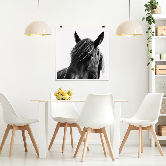 Poster Tiere Neugieriges Pferd