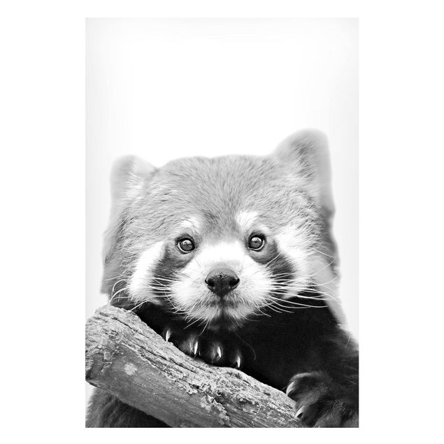 Magnettafel - Roter Panda in Schwarz-weiß - Hochformat 2:3